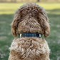 Personalized Leather Dog Collar