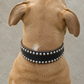 Studded Leather Dog Collar