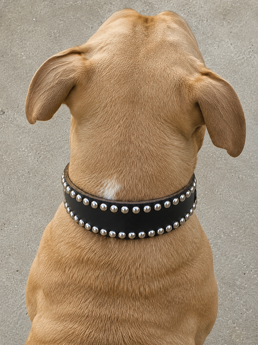 Studded Leather Dog Collar