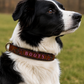 Personalized Leather Dog Collar