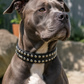 Studded Leather Dog Collar